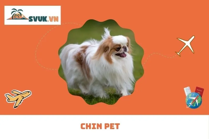 Chin Pet 